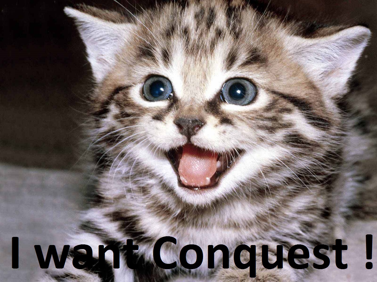 Conquest Kitten.jpg