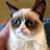 Grumpy Cat.jpg