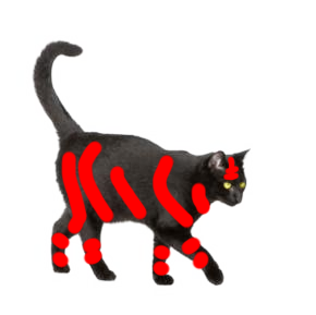 litten.png