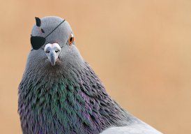 tipigeon