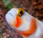 Goby03