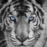 Xx-Wolf_Plays-xX