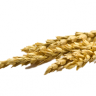 Matouw