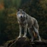 gary_wolf