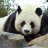 Panda77